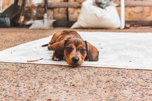 Шерсть на ковре: чем собрать и что не работает фото